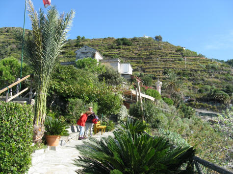 Vegetation in Manarola Italy