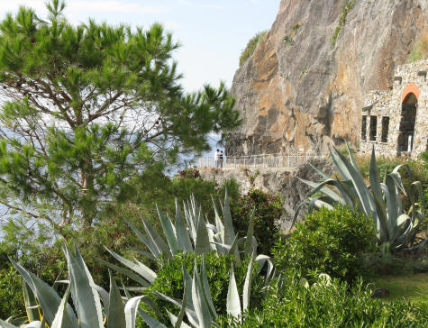 Vegetation on the Italian Riviera